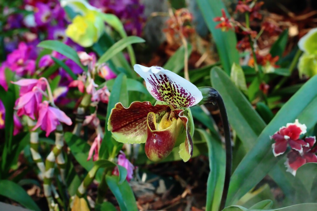 orchid by blueberry1222