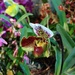 orchid
