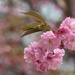 Frilly Pink by 365projectorgheatherb