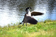 4th May 2025 - Ready? Let's All Honk Together