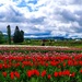 Endless Fields of Color, Whispering Joy