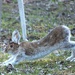 Bunny yoga  by radiogirl