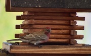 4th May 2025 - Glad To See This Bird!