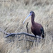 Glossy Ibis in the rain