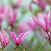 Sweet Magnolia