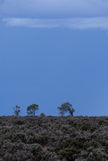 25th Apr 2025 - Mallee days