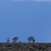 Mallee days