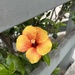 Hibiscus  by loweygrace