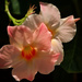 Mandevilla