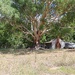 Home among the gum trees by leggzy