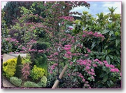 5th May 2025 - the hawthorn tree 