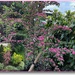 the hawthorn tree 
