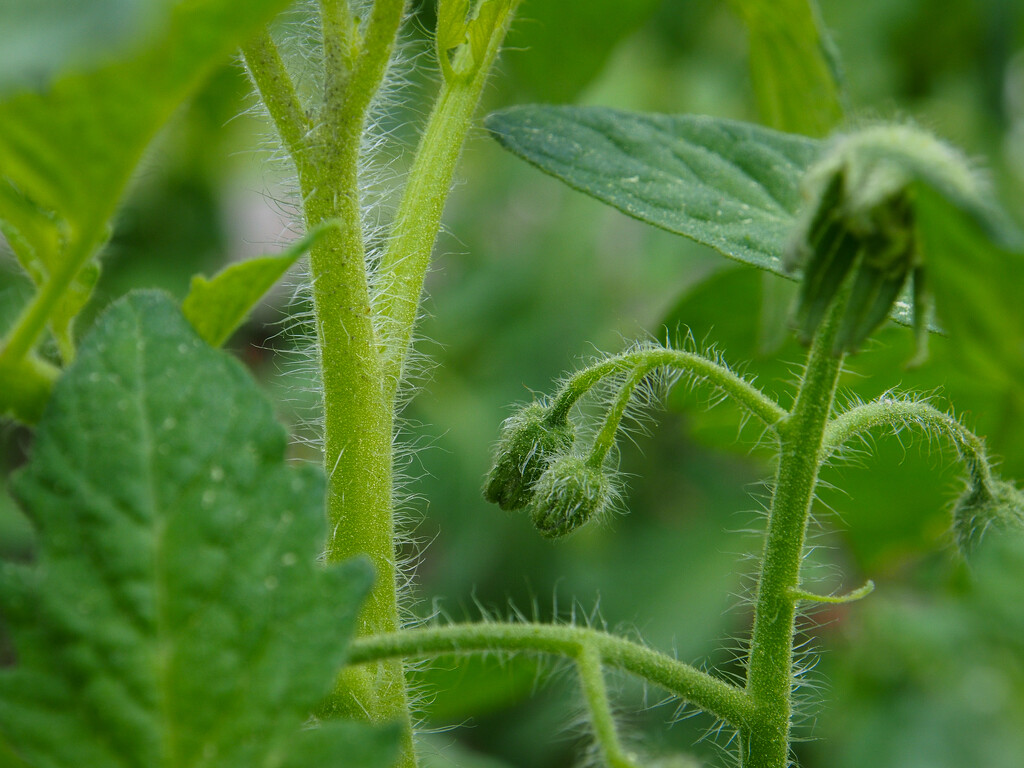Tomato, soon to bloom by matsonnestam