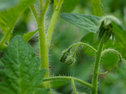 5th May 2025 - Tomato, soon to bloom