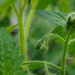 Tomato, soon to bloom