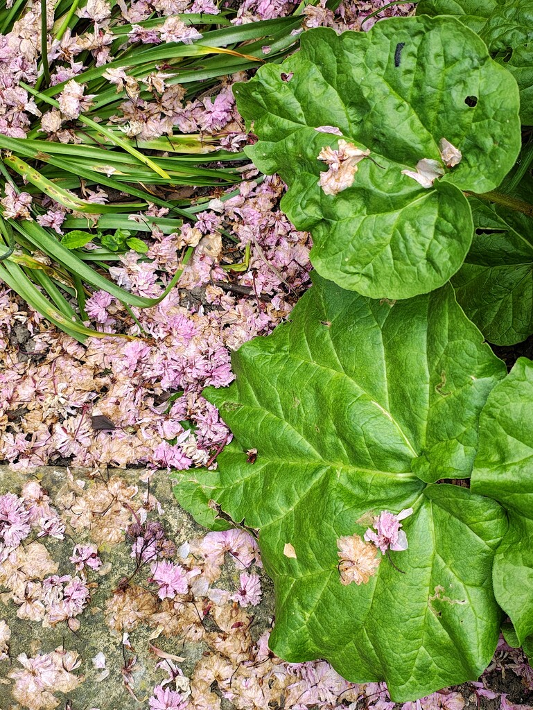 Rhubarb Blossom  by 30pics4jackiesdiamond