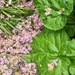 Rhubarb Blossom 