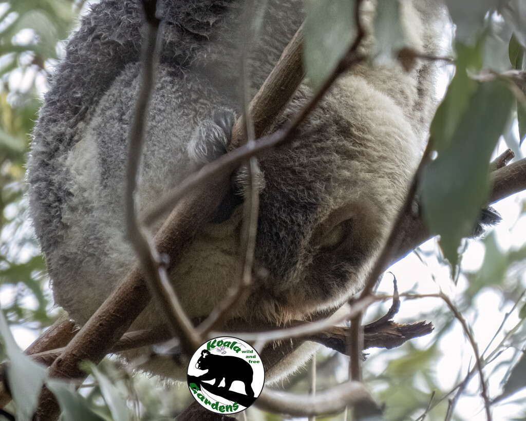 hold on tight in there junior! by koalagardens