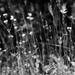 Weeds 'n wildflowers...