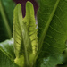Cup Flower New Growth