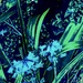 No Mow May in Abstract (5)  by rensala