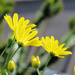 Spring Flowers 