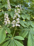 5th May 2025 - Horse chestnut or Conner flower