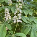 Horse chestnut or Conner flower