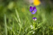 5th May 2025 - Viola Tricolor 