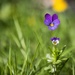 Viola Tricolor  by okvalle
