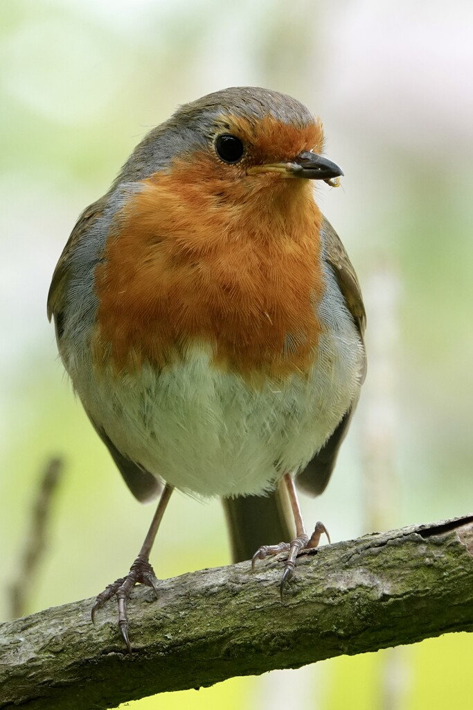 Doddington Robin  by phil_sandford