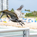 No Jumping by danette