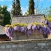 Wisteria 