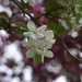 In Full Bloom