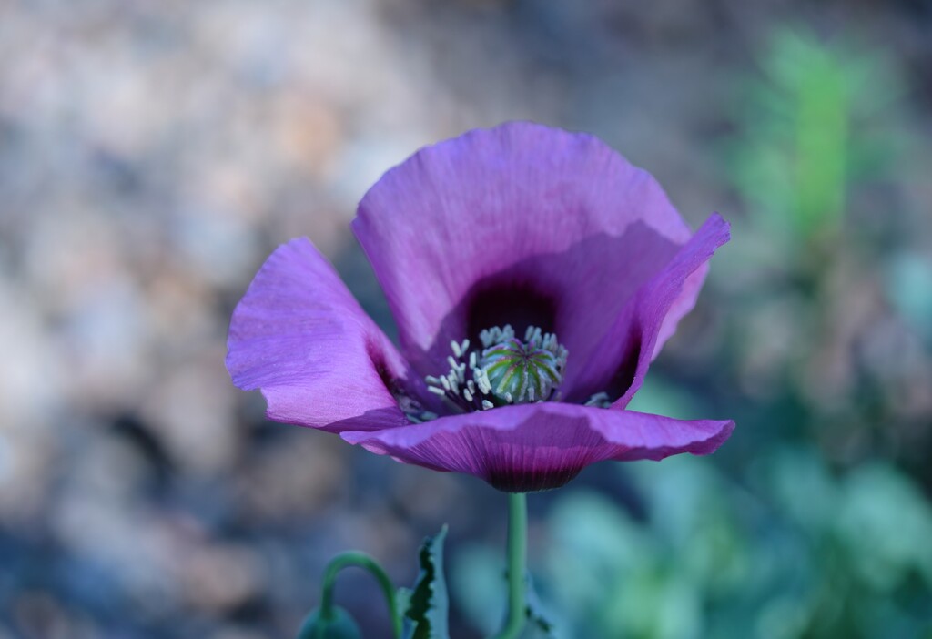 purple poppy by blueberry1222