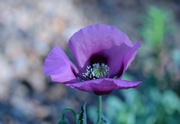 6th May 2025 - purple poppy