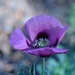 purple poppy by blueberry1222