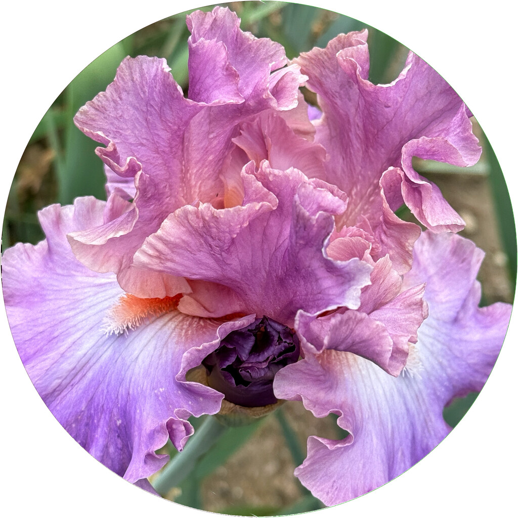 Love the color of this one by shutterbug49
