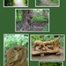 A Walk in the Woods