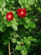 5th May 2025 - Shrub Rose