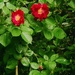 Shrub Rose
