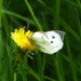 Large White on a Dandelion