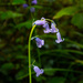 single bluebell