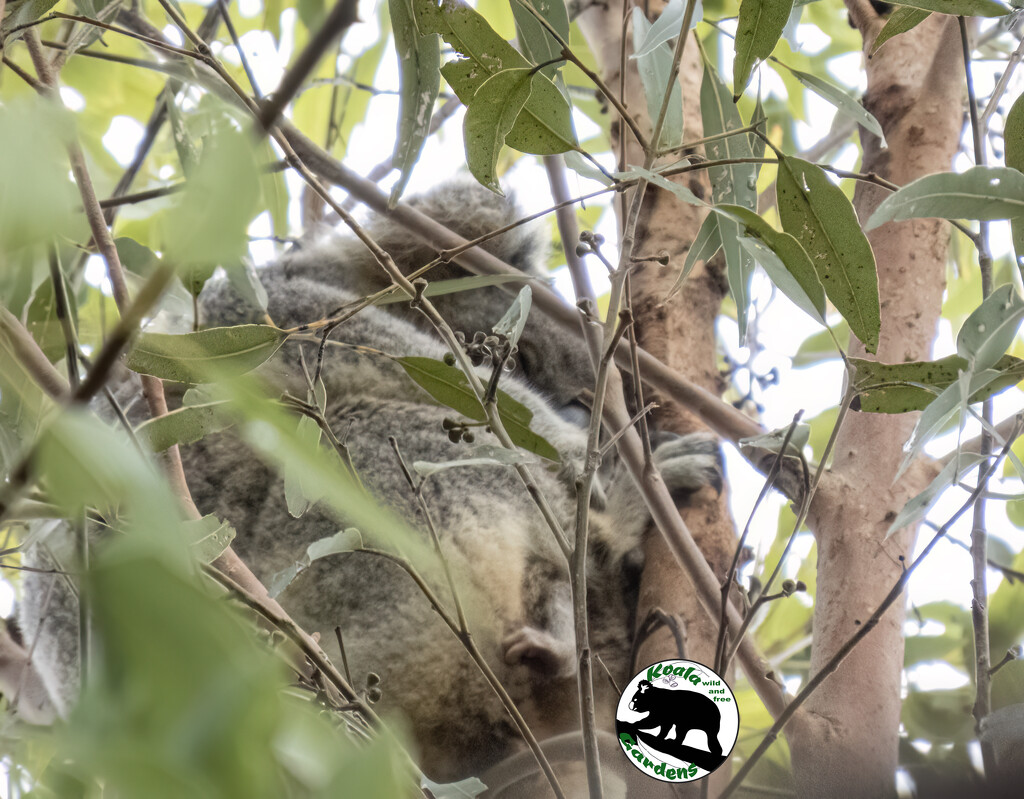 another rare sight by koalagardens