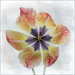 Yesterday's Tulip 