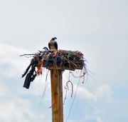 5th May 2025 - Ospreys Have Returned! 