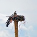 Ospreys Have Returned! 
