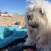 Our new friend ‘Boo’ who we met on the beach