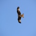 Kite by dragey74