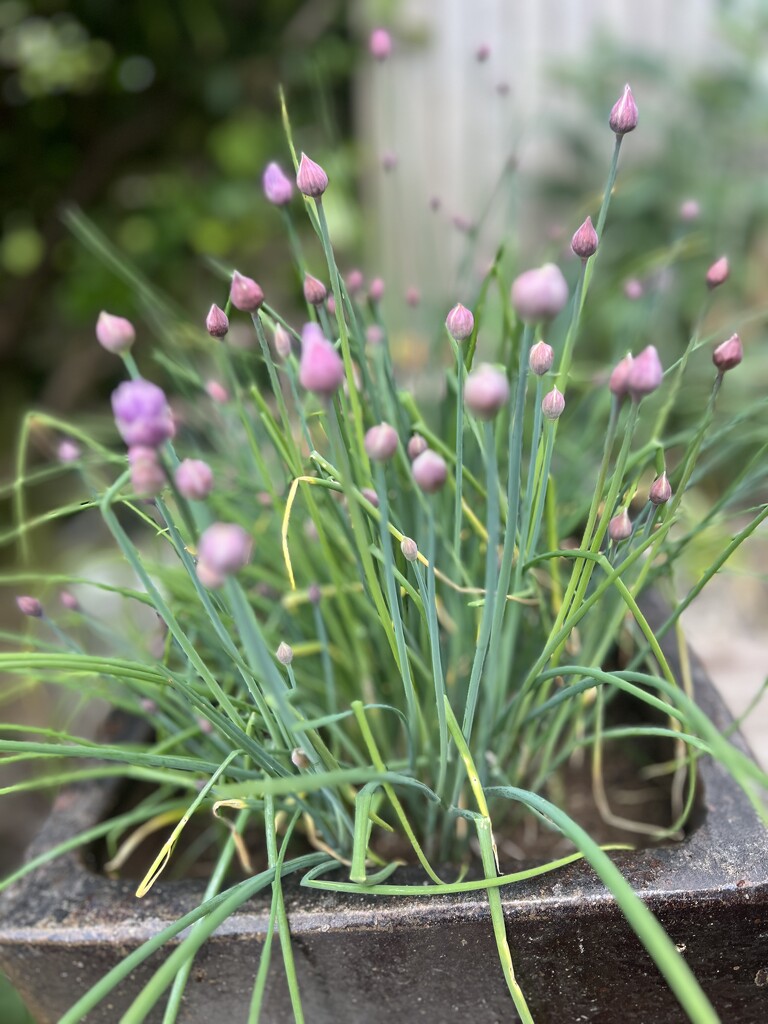 Blooming chives by fotofox